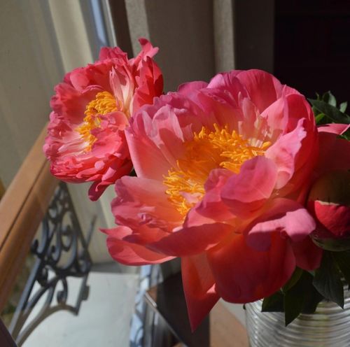 法國藝術(shù)家Olena Duchêne的花卉,畫得太好看了