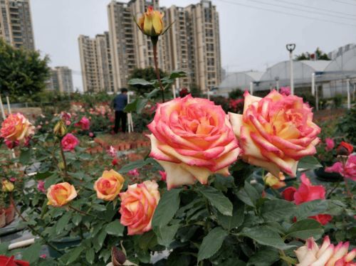 春天養花,要根據自己的養花地點,選擇合適的花卉