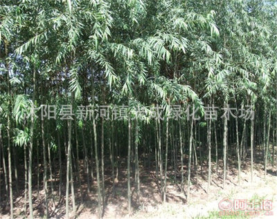 【直銷垂柳苗綠化垂柳垂柳樹苗綠化工程苗無病害易成活】沭陽縣新河鎮光成綠化苗木場 - 產品庫