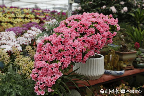 壹圖集 小年花意濃,泰山花卉市場生意火爆
