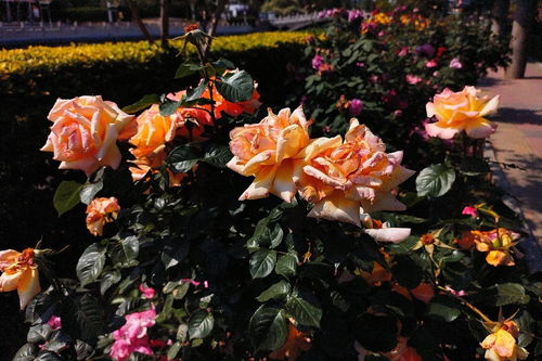 春末夏初 手機隨拍 花卉園