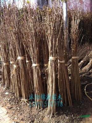 沭陽縣錦源園林綠化苗木場