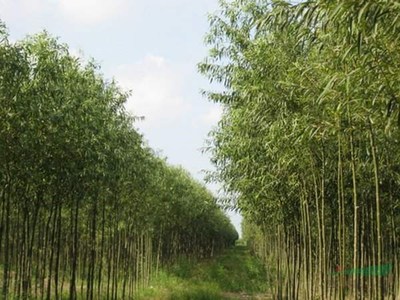 沭陽縣景盟園藝苗木場