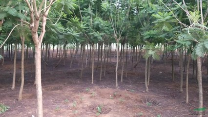 崇左森滿緣苗木場