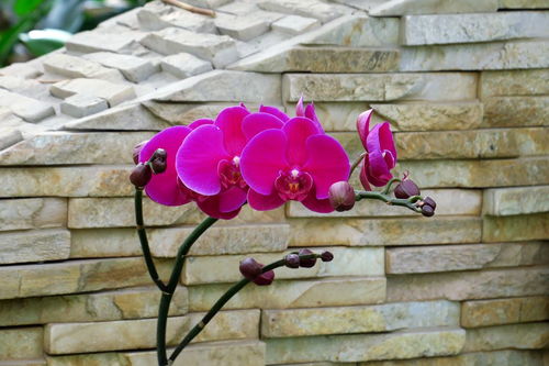 花卉大觀園