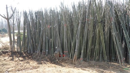 柳樹價格_垂柳_直柳_竹柳_速生柳樹基地