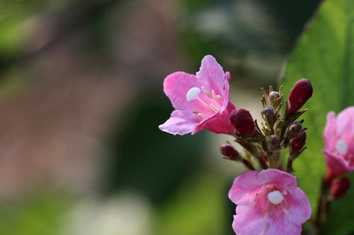 花卉 錦帶花