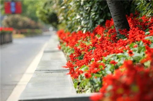 春日氣息撲面而來,五角場環島景觀花卉上新