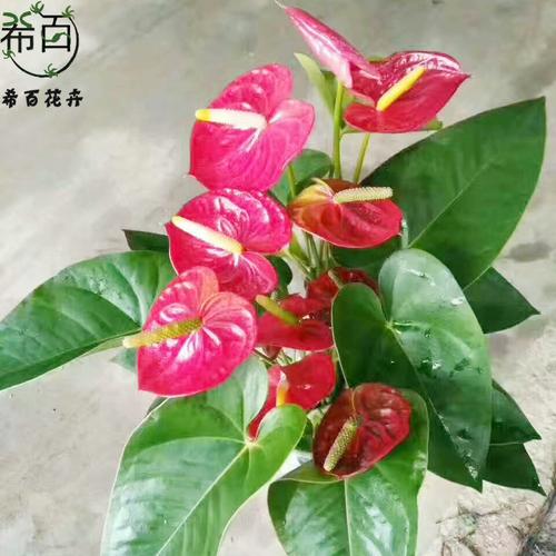 產品實拍照片