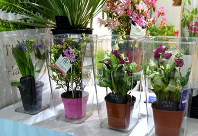 第25屆中國國際花卉園藝展覽會開幕