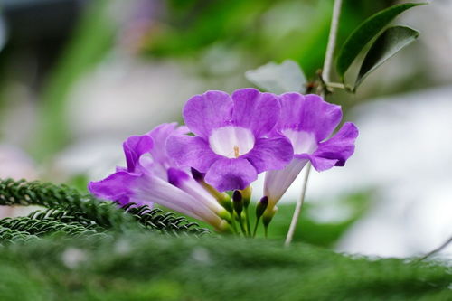 花卉大觀園
