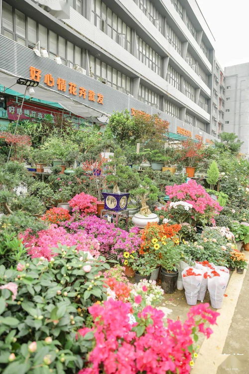 深圳藏在地鐵口的花卉市場,要火