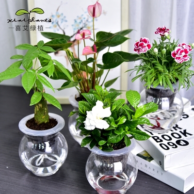綠蘿發財樹吊蘭文竹梔子花綠植蘆薈小盆栽花卉室內水培植物盆景