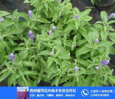 愛萍花卉苗木 圖 ,鼠尾草生產廠家,新疆鼠尾草