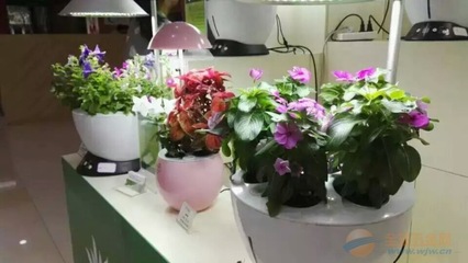 iGrow全自動植物生長機 金色百合-植物生長機廠家|供應商-采購新產品價格-全球五金網