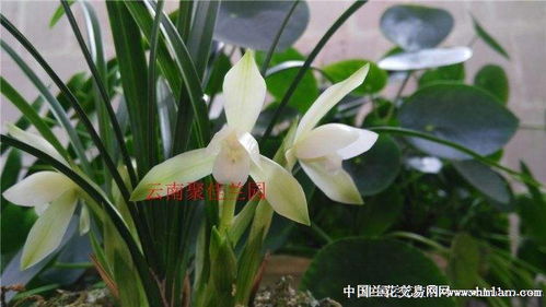 春蘭精品素花 2新苗4芽點4730