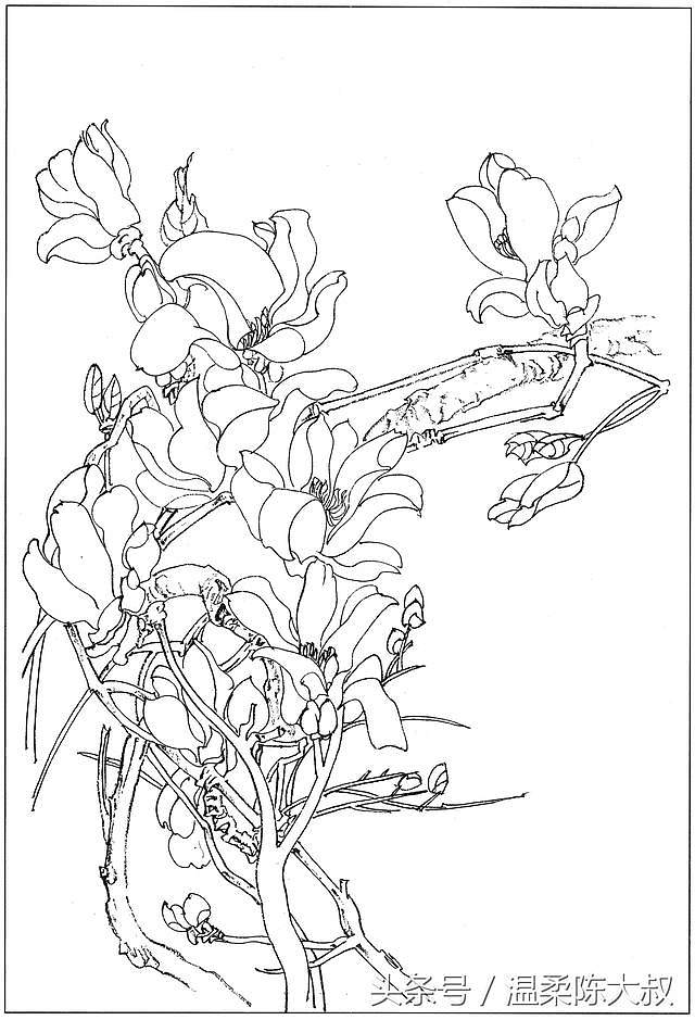 白描,花卉,工筆玉蘭線描畫譜