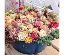十種盆栽花卉產品信息