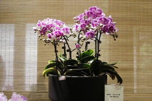新優精品花卉展 這個周末,郭莊邀你 猜花謎 內含福利哦