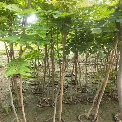 紫藤廠家直銷 紫藤生產基地 紫藤園林綠化