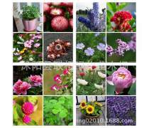 【河北玫瑰花(綠化苗木)產品庫】_價格/圖片/廠家 - 綠化苗木產品庫 - 貿易中心網手機版