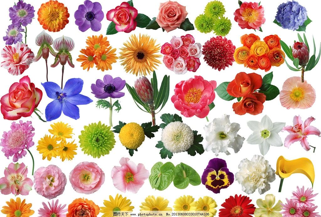 花種類大全