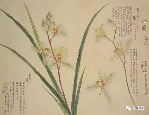 實用 工筆花卉圖譜 50幅