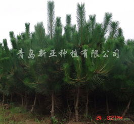 供應黑松