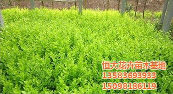 綠化苗木價格 綠化苗木 合勝花卉苗木
