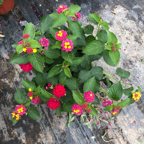 五色梅馬櫻丹五色繡球花苗帶花苞陽臺花卉盆栽四季開花好養耐熱
