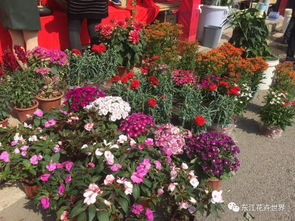 這樣花卉產品一應俱全的市場,落戶在東莞 東城上橋