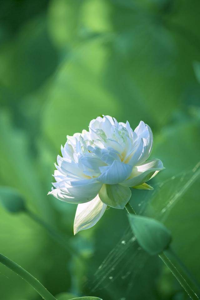 花卉攝影:賞荷聽雨自清涼
