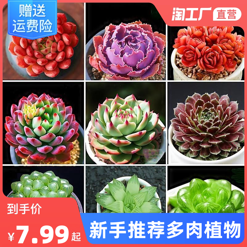 當前網購流行產品