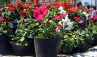 花卉專用營養缽13*12出廠價0、022[供應]_園藝用具_世界工廠網中國產品信息庫