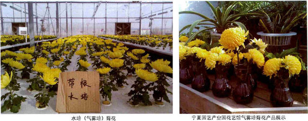 新型切花菊栽培模式--氣霧培,中國植物網(wǎng),克隆,克隆技術,育苗,工廠化育苗,育苗技術,植物,花卉,植物繁殖技術,植物快繁,植物非試管快繁技術,植物克隆,植物非試管高效快繁技術,快繁,快繁技術,植物快繁技術,