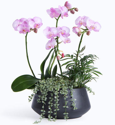 蝴蝶蘭葉子裂開是怎么回事,花卉養護_花卉盆栽養護知識_養花