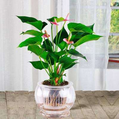 室內花卉盆栽的市場分析 圖片