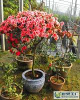 山東淄博專業供應杜鵑花[供應]_花卉_世界工廠網中國產品信息庫