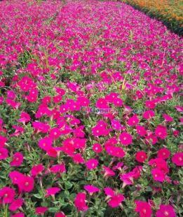 供應矮牽牛、矮牽牛種植基地、矮牽牛價格---麗穎花卉_農副產品_世界工廠網中國產品信息庫