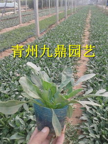 大花金雞菊.大花金雞菊價格.供應大花金雞菊