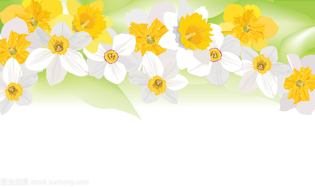 花卉背景。春季花卉邊框。水仙花矢量花環