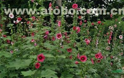 【芳青花卉苗(圖)_大花蜀葵_蜀葵】,價格,廠家,圖片,供應商,花木,青州市芳青花卉苗木專業合作社 - 產品庫 - 阿土伯交易網
