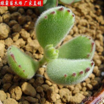 【綠霸苗木場熊童子多肉植物防輻射凈化氣空室內陽臺綠植盆栽花卉】沭陽縣新河鎮新槐居委會綠霸苗木場 - 產品庫