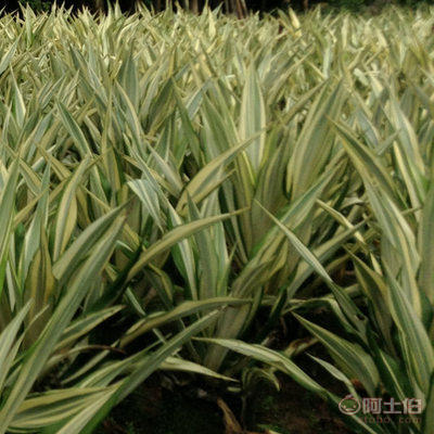【廠家直銷盆栽花卉綠植萬年麻 物美價廉】龍海市東泗興輝園藝場 - 產品庫