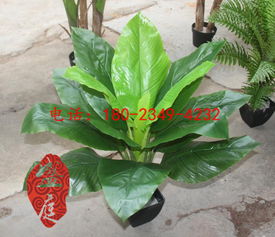 廣州盛庭廠家批發仿真植物室內綠植裝飾仿真花卉客廳盆栽75cm高仿真白掌小盆栽廠家價格 廣州盛庭廠家批發仿真植物室內綠植裝飾仿真花卉客廳盆栽75cm高仿真白掌小盆栽圖片