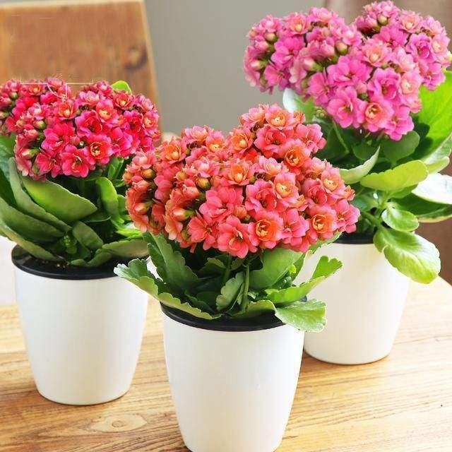 盆栽花卉和地栽花卉在施加水肥上有什么區別