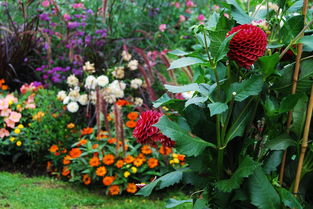 韋爾斯,薩爾茨,花園,鮮花,展覽,性質(zhì),植物群,花花園,廠,夏季,植物園,盛開(kāi)