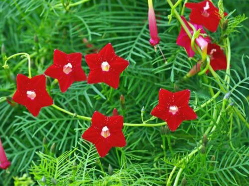 6月二十三日開(kāi)始,家養(yǎng)此款花卉,開(kāi)花量大 花期長(zhǎng)