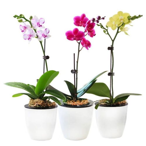 精品大花蝴蝶蘭花苗盆栽植物室內蘭花花卉綠植盆景