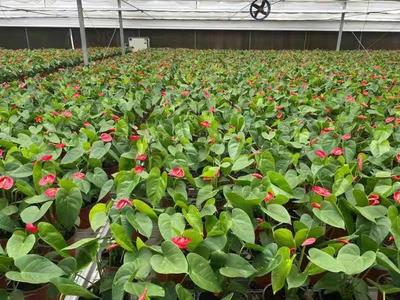 武漢:蔬菜花卉種苗工廠化生產標準化試點項目 實施半年多商品苗提高了5%以上
